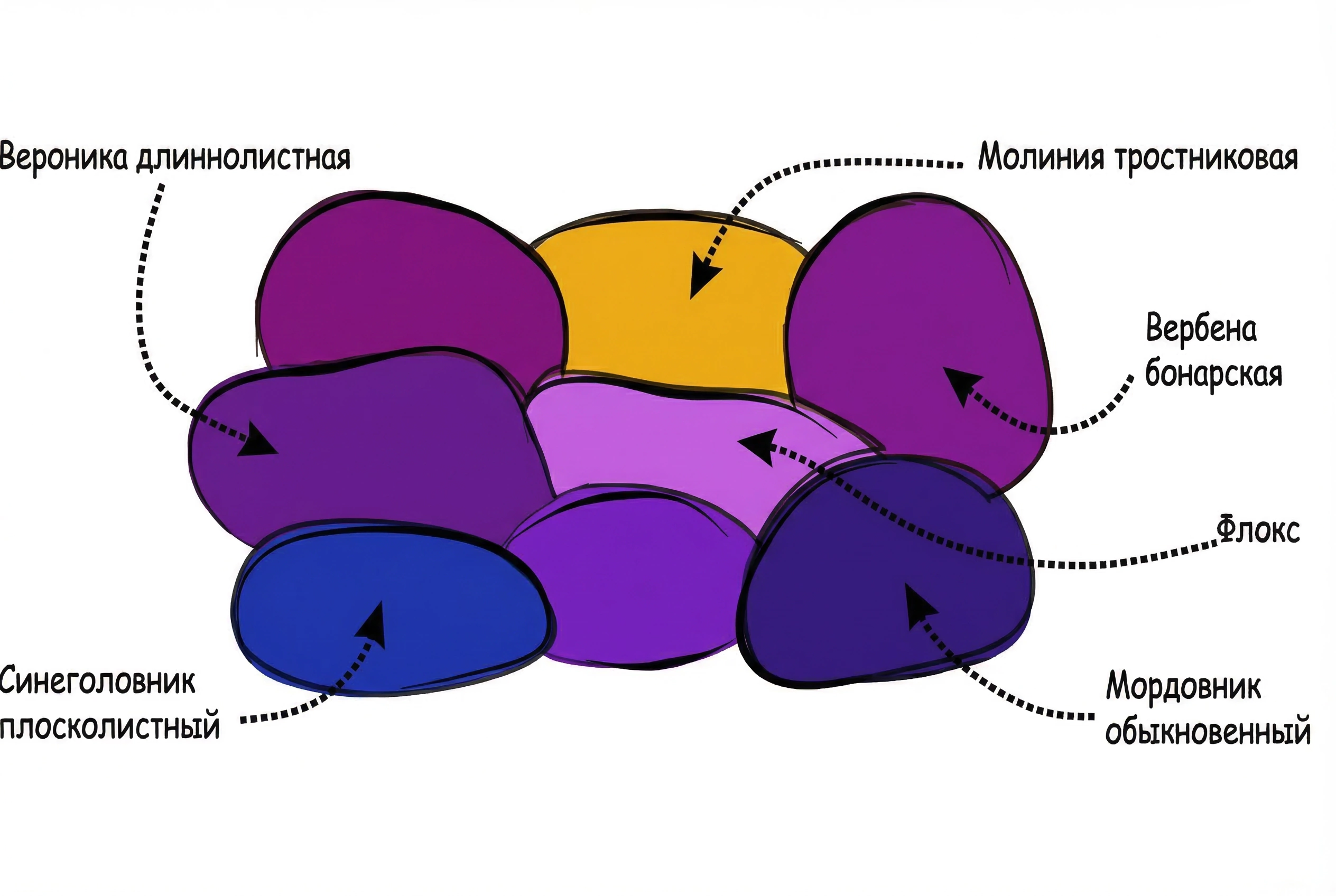 Схема клумбы Фиолетовый сад